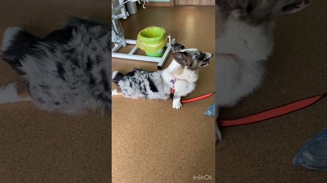 Нужно ли стричь когти собакам смотреть онлайн