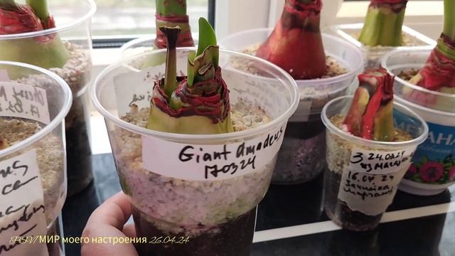 26.04.24 Результаты укоренненния луковицы гиппеаструма.Где не стоит покупать луковицы гиппеаструма. смотреть онлайн