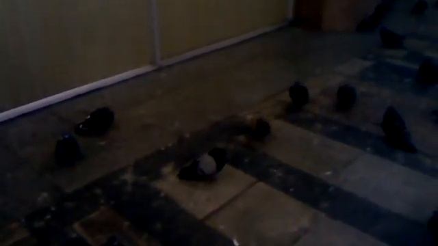 Подземные голуби. смотреть онлайн