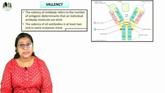 ANTIGEN-ANTIBODY INTERACTION || IMMUNOLOGY || in Bengali смотреть онлайн