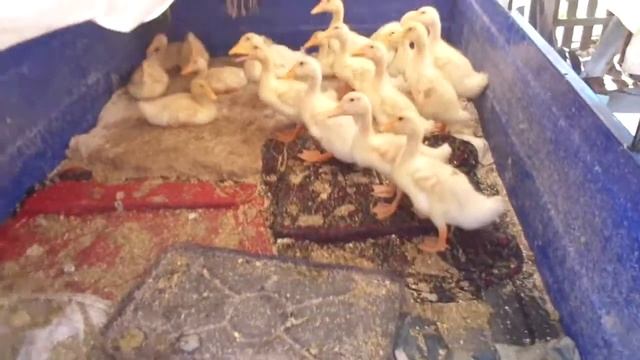 Качки звичайні 1 місяць смотреть онлайн