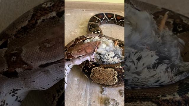 Змеи смотреть онлайн