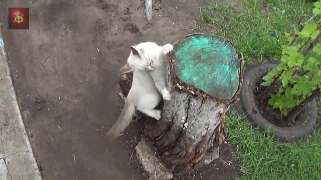 Некоторые моменты из жизни кота Василия смотреть онлайн