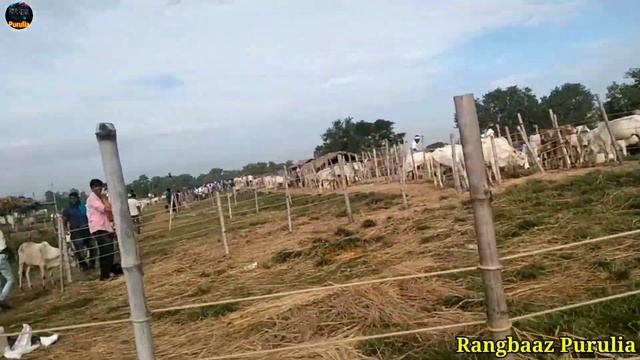 Purulia tal tol hat, পুরুলিয়া তালতলা смотреть онлайн