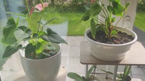 Какой горшок выбрать для Антуриума?