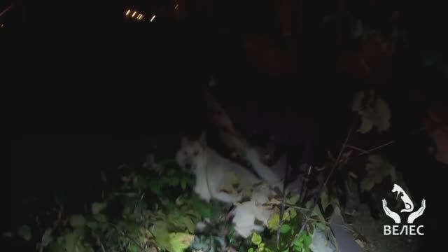 Спасение потеряшки со счастливым концом