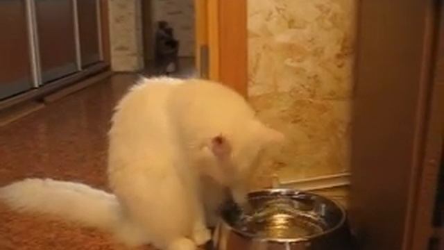 кошка мейн кун пьет воду смотреть онлайн