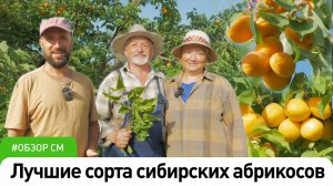 Лучшие сорта сибирских абрикосов #СадыМечты #СадовыйЭксперт #ДенисСафронов