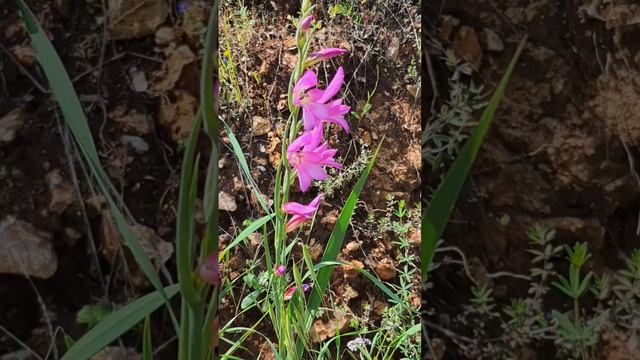 Цветы Израиля #цветы #розы