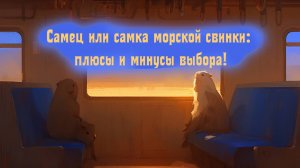 Какого пола морскую свинку выбрать? Плюсы и минусы самцов и самок