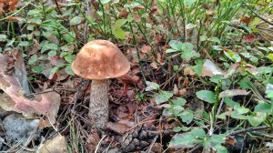 Зашел в молодой лес, а там ПОДБЕРЕЗОВИКОВ ТЬМА!!! Сбор грибов 2023