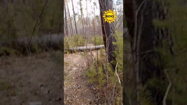 Тальк с мышьяком в таблетках? Где надзор?