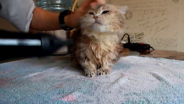 Мистер Йода смотреть онлайн