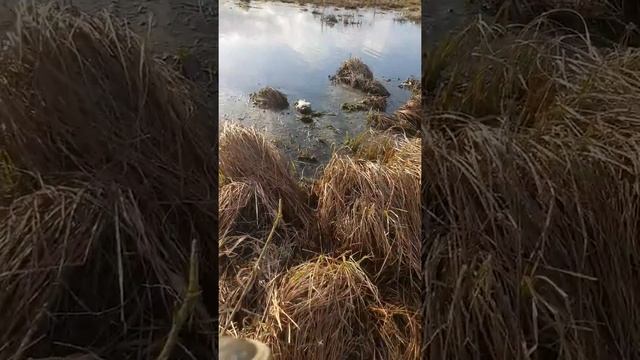 Как с помощью спининга достать утку с воды