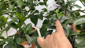 Уход за цитрусовыми растениями (основные советы) #цитрусмикс