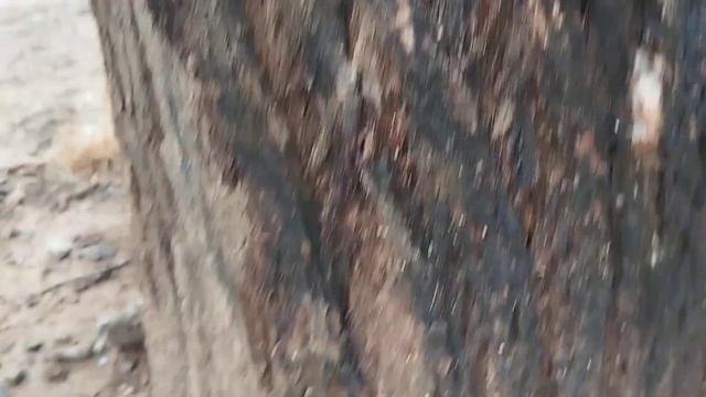 invasión de avispa asiática en un parque de lliçà de Munt en el Vallés Oriental... actualización.. смотреть онлайн