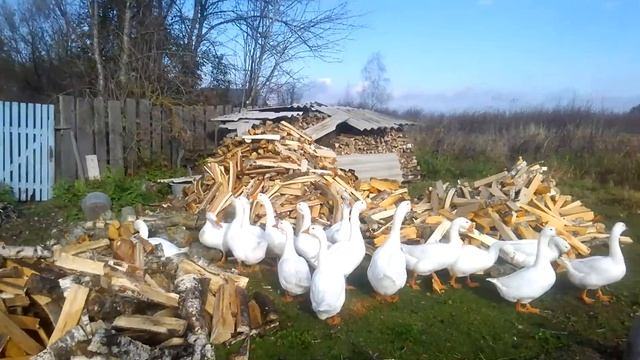 Дрова дома смотреть онлайн
