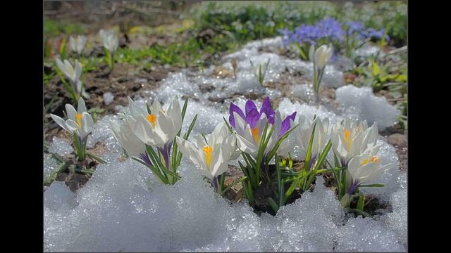 Апрель "Подснежник" П.И. Чайковский смотреть онлайн