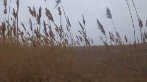 Охота на шакала в камышах