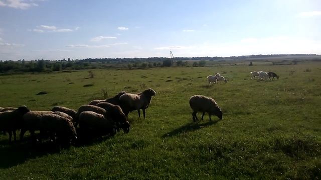 Весілля Романівських овець. смотреть онлайн