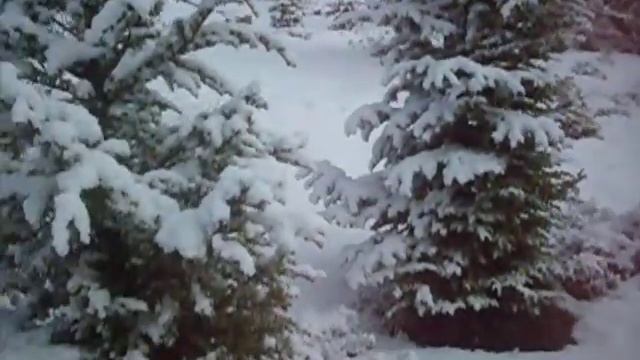 Природа и жизнь.В зимнем волшебном лесу.... смотреть онлайн