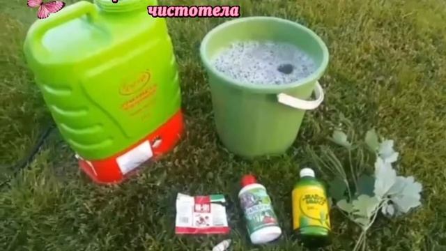 Коктейль от тли на основе чистотела смотреть онлайн