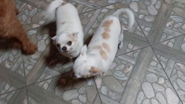 Вечером 🌙 в питомнике чихуахуа и той-пудель мальтипу Кастропуло Крым 🤣🤟 смотреть онлайн