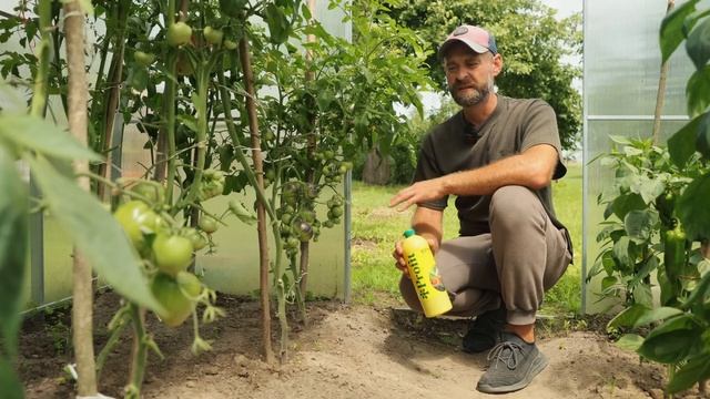 ОПАСНОСТЬ ФУЗАРИОЗА. Как бороться с фузариозным увяданием томатом.