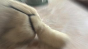 Показываю как делать Шлейку ￼￼ Для игрушечных собак И кошек￼