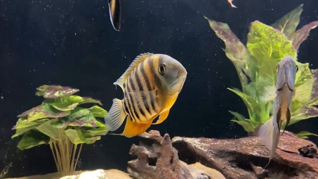Top 10 Cichlids for Beginners смотреть онлайн