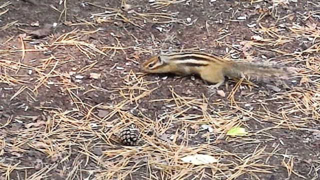 Wonderful Walk In Bor