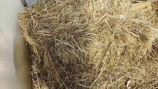 Индоутки. День третий, все хорошо смотреть онлайн