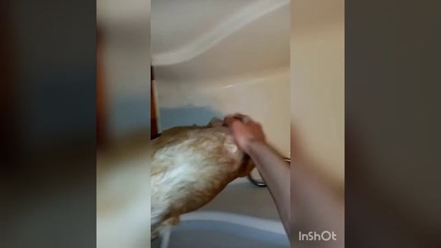 Мытье Китайской Хохлатой смотреть онлайн