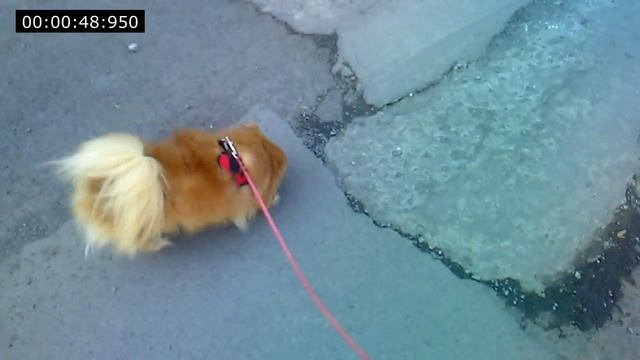 Собака идёт гулять! смотреть онлайн