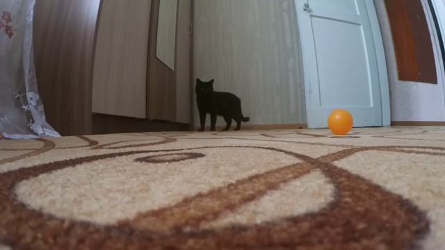 КАК ЖИВЁТ мой кот[часть 2]? ЖИЗНЬ домашнего питомца/Я заболел ОРВИ смотреть онлайн