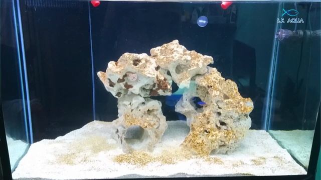 Moving the azure damselfish in main tank | Tamil | SK Aqua | SK Aquatic | смотреть онлайн