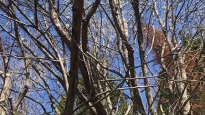 Мы о Родине поём. БДХ