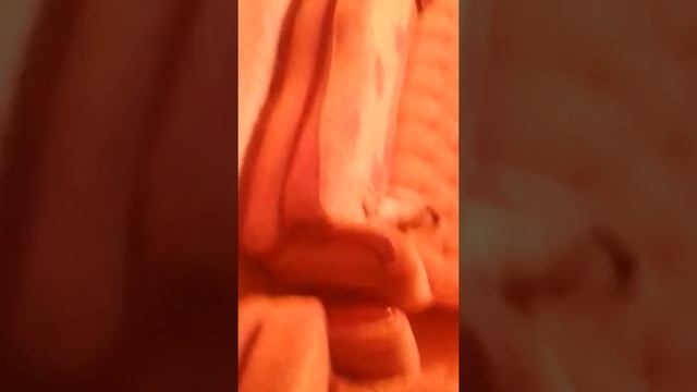 Моя собаку намазали кремом для лап. смотреть онлайн