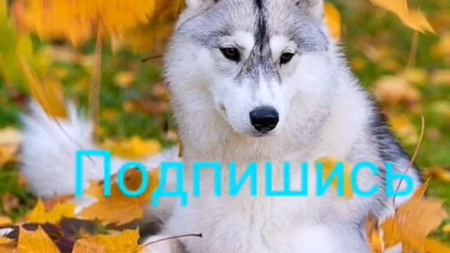 Новость-Читайте описание пж! смотреть онлайн