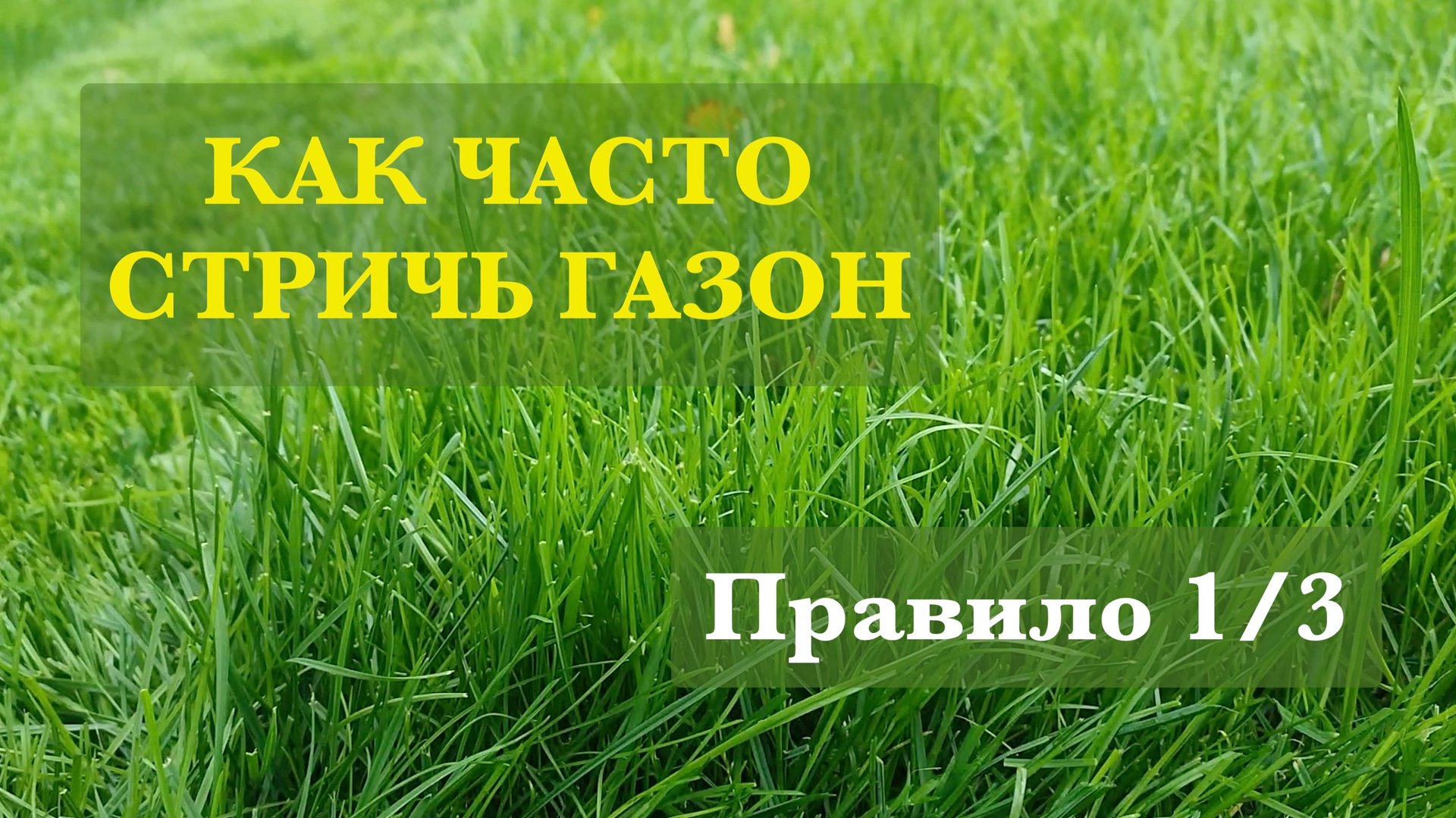 Как часто стричь газон. Правило 1/3 ???