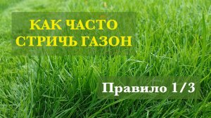 Как часто стричь газон. Правило 1/3 ???