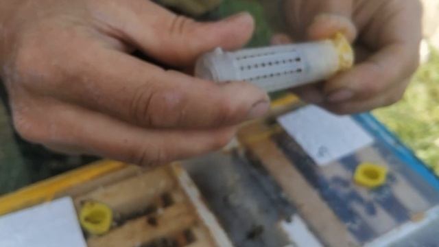 Подсадка маток Бакфаст в нуклеус смотреть онлайн