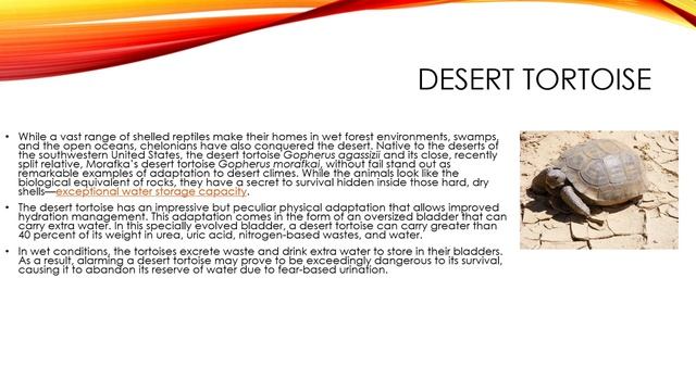 8 DESERT ANIMALS THAT ADAPT THEMSELVES IN A UNIQUE WAY смотреть онлайн