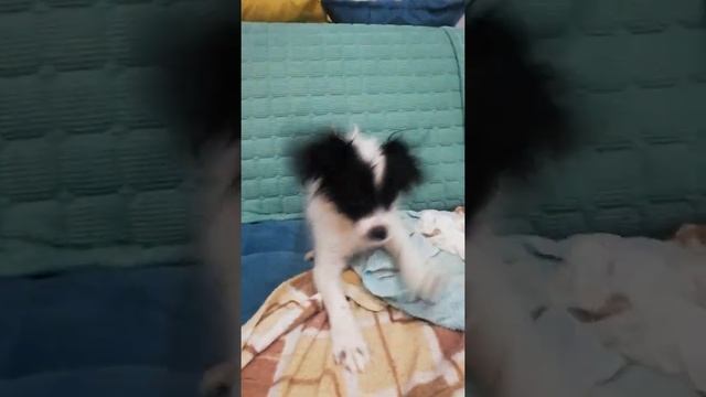 Осторожно, злая собака 🤣