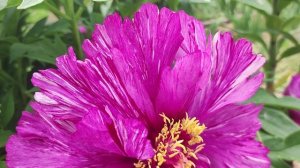 Цветение ИТО-пионов 2024.