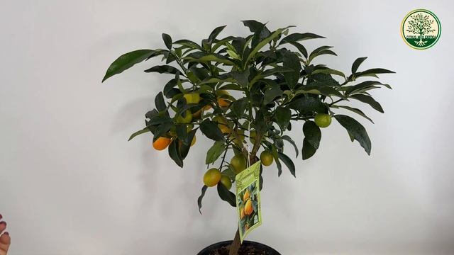 Обзор Кумквата "Маргарита Биг" от Цитрус Микс | #комнатныерастения #цитрусовые #обзоррастений смотреть онлайн