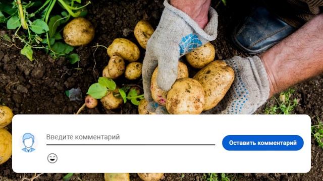 Невероятный урожай! Секрет успеха настоящей хозяйки: знают только единицы. Детали удивят всех! смотреть онлайн