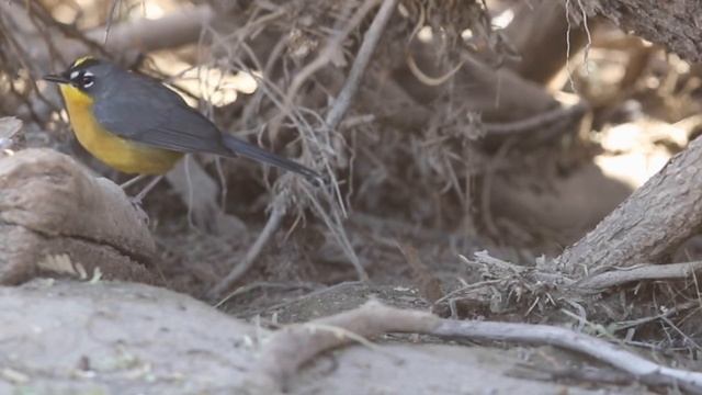 Fan-tailed Warbler in Arizona! Number 750! смотреть онлайн