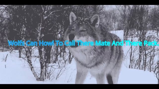 Silent Stalker VS Alpha Dog 5 Chapter Book + Tiger VS Wolf. смотреть онлайн