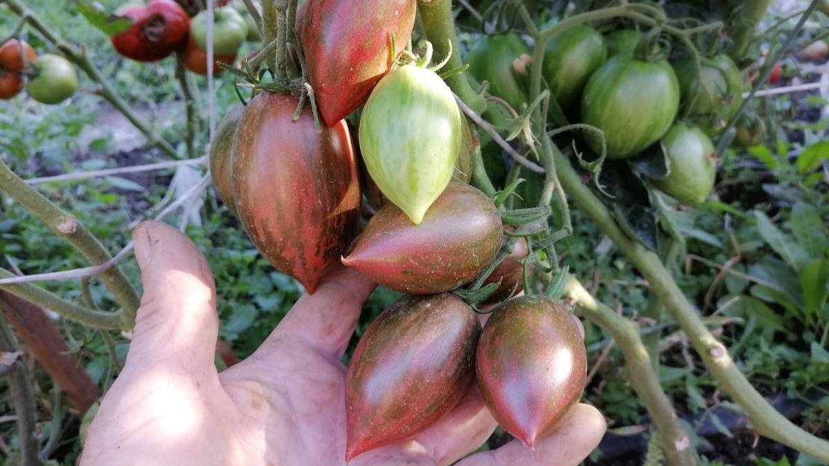 Томат Жемчужина Мудрости (Pearls Of Wisdom)